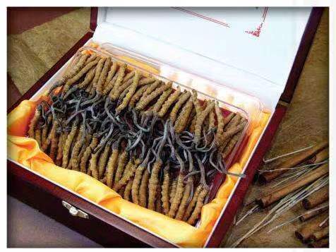 逊克冬虫夏草回收